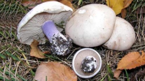 Синеножка гриб съедобный. Особенности гриба синеножка: Рецепты- Советы +Фото и Видео