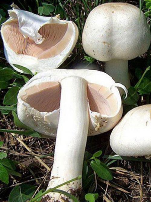 Коричневые грибы, похожие на шампиньоны. Как выглядят ложные шампиньоны: фото и описание внешнего вида грибов