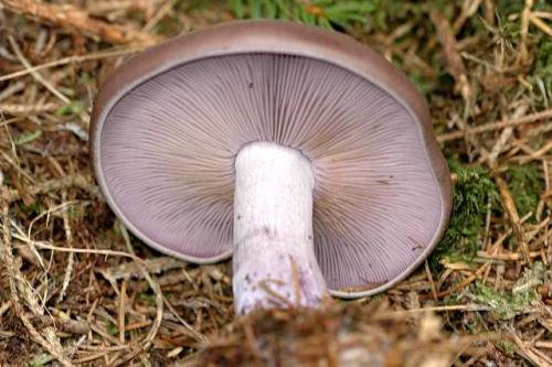 Гриб с фиолетовой ножкой. Характеристики и краткое описание борового гриба