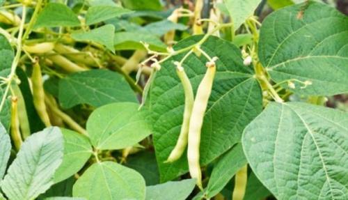 Какие сезонные особенности нужно учитывать при заготовке стручковой фасоли на зиму. Когда собирать и как хранить спаржевую фасоль