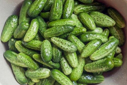 Какие сорта огурцов рекомендуются для тепличного выращивания. Лучшие сорта огурцов для теплиц: фото, названия и описания (каталог)