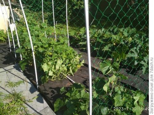 Какие сорта огурцов имеют уникальный вкус и аромат. Подскажите реально сладкий огурец, чтобы с выраженной сладостью во вкусе. Какой сорт выбрать?