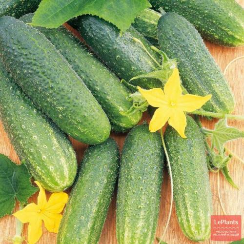 Какие сорта огурцов наиболее популярны для средней полосы. Среднеспелые сорта и гибриды