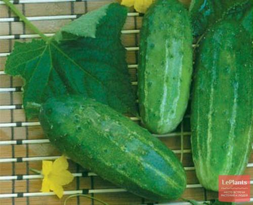 Какие сорта огурцов наиболее популярны для средней полосы. Среднеспелые сорта и гибриды