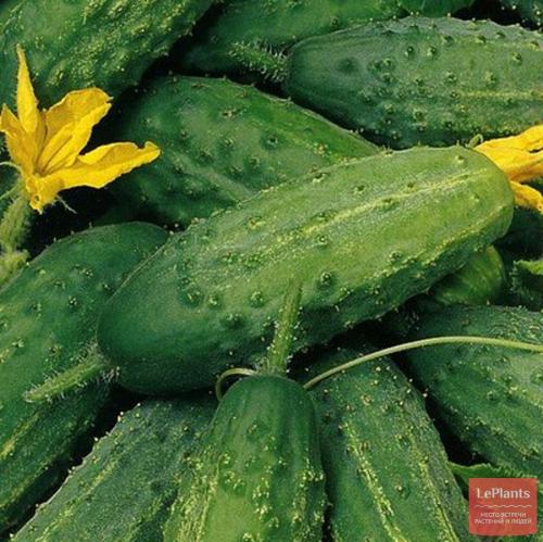 Какие сорта огурцов наиболее популярны для средней полосы. Среднеспелые сорта и гибриды