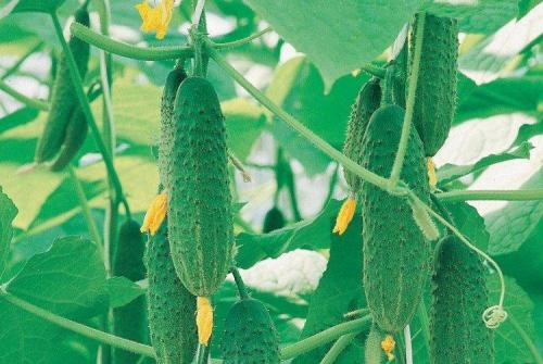 Какие сорта огурцов рекомендуются для тепличного выращивания. Лучшие сорта огурцов для теплиц: фото, названия и описания (каталог)