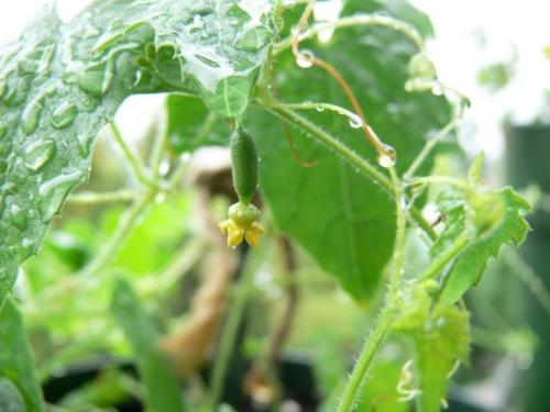 Какие сорта огурцов рекомендуются для выращивания в горшках на балконе в засушливых регионах. Посев с пересадкой и без нее