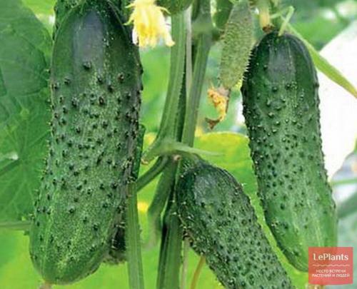 Какие сорта огурцов наиболее популярны для средней полосы. Среднеспелые сорта и гибриды