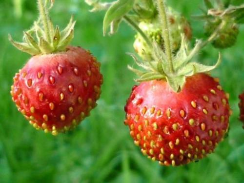 Посадка клубники в борозды. Выбираем подходящее время для посадки садовой земляники