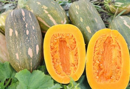 Зеленая тыква внутри. Сорта с фото и описанием тыквы зеленой: стоит ли покупать и выращивать полезные плоды