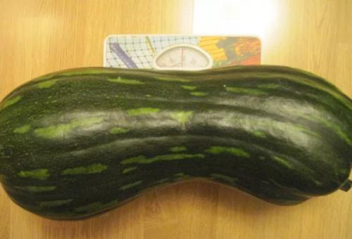 Зеленая тыква внутри. Сорта с фото и описанием тыквы зеленой: стоит ли покупать и выращивать полезные плоды