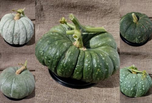 Зеленая тыква внутри. Сорта с фото и описанием тыквы зеленой: стоит ли покупать и выращивать полезные плоды