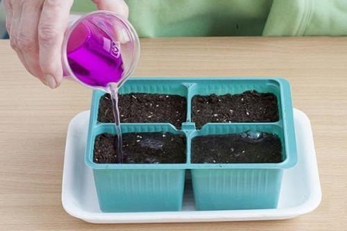 Как подготовить почву для посадки клубники весной. Подготовка почвы