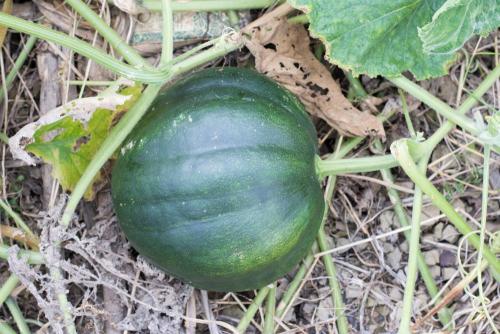 Когда собирать тыкву в сибири. Когда убирать урожай тыквы с грядки: выбираем сроки сбора  11