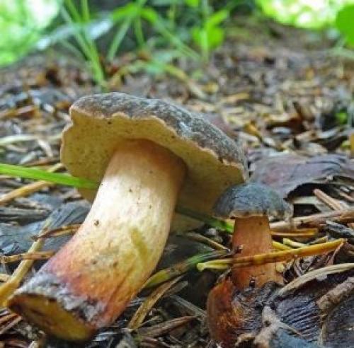 Черные грибы с темной шляпкой или ножкой. Желчный гриб (Tylopilus felleus)
