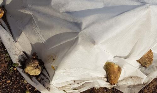 Почему неправильное укрытие может навредить розам 03 Почему неправильное укрытие может навредить розам 03