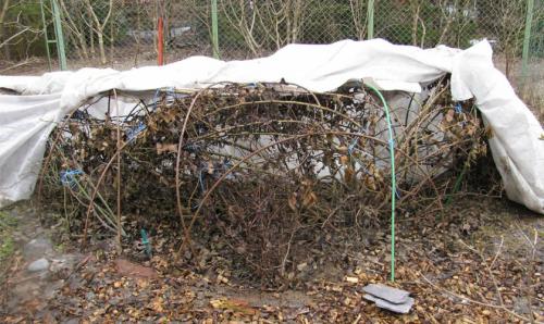 Почему неправильное укрытие может навредить розам 01 Почему неправильное укрытие может навредить розам 01