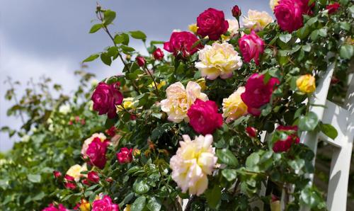 Почему неправильное укрытие может навредить розам 02 Почему неправильное укрытие может навредить розам 02