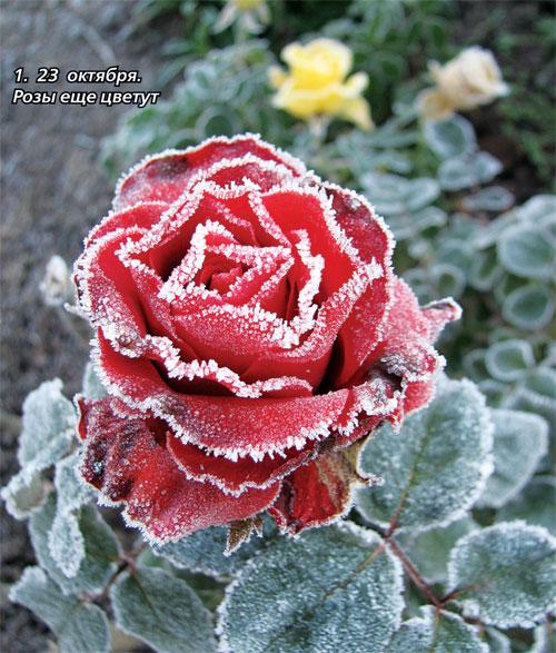 Почему неправильное укрытие может навредить розам Почему неправильное укрытие может навредить розам