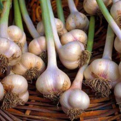 Есть ли альтернативы соли для хранения чеснока в банках. Простейшие заготовки своими руками: хранение чеснока в стеклянных банках — лайфхаки и важные правила