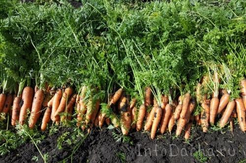 Когда выкапывать нантскую морковь. Как правильно и когда убирать урожай моркови: сроки и технология сбора