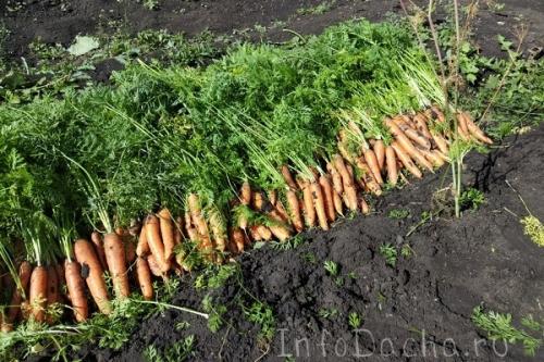 Когда выкапывать нантскую морковь. Как правильно и когда убирать урожай моркови: сроки и технология сбора