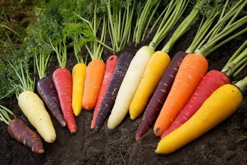 Когда выкапывать нантскую морковь. Как правильно и когда убирать урожай моркови: сроки и технология сбора