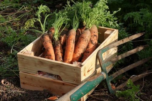 Когда выкапывать нантскую морковь. Как правильно и когда убирать урожай моркови: сроки и технология сбора