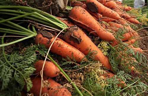 Убирать морковь время. Разбираемся, как понять когда убирать морковь с грядки и что делать сразу после уборки 07