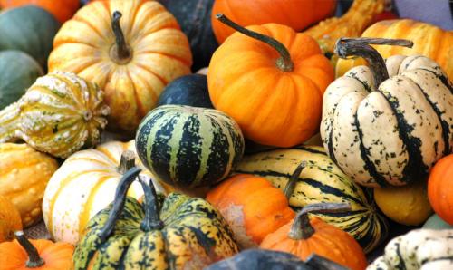 Когда собирать тыкву в подмосковье в открытом грунте. Уборка различных видов тыквы 01