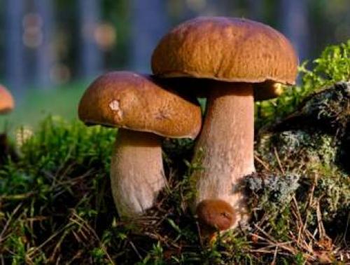 Коричневый гриб на тонкой ножке. Съедобные коричневые грибы