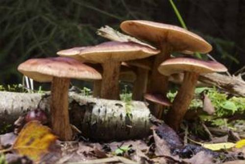 Коричневый гриб на тонкой ножке. Съедобные коричневые грибы