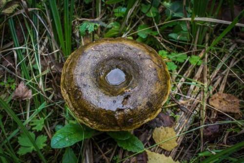 Коричневый гриб на тонкой ножке. Съедобные коричневые грибы