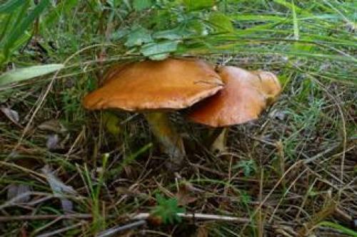 Коричневый гриб на тонкой ножке. Съедобные коричневые грибы