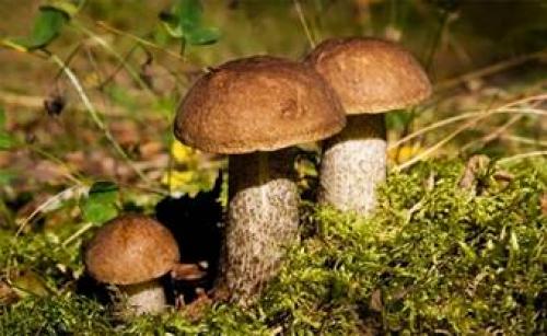 Коричневый гриб на тонкой ножке. Съедобные коричневые грибы