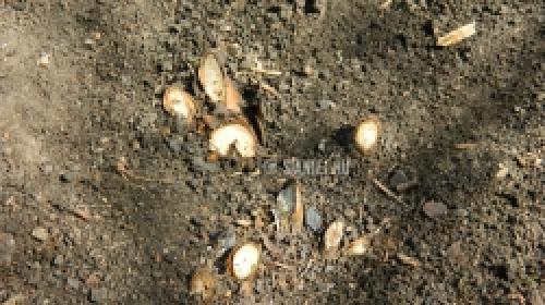 Как защитить розы от весенних заморозков: советы садоводам 14 Как защитить розы от весенних заморозков: советы садоводам 14