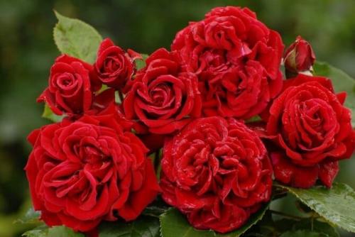 Какие сорта роз лучше переносят весенние заморозки. Какие сорта роз самые неприхотливые и зимостойкие