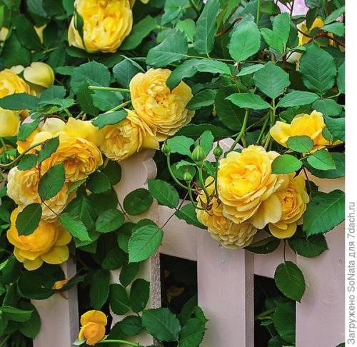 Как выбрать розу с насыщенным ароматом. Самые ароматные сорта роз