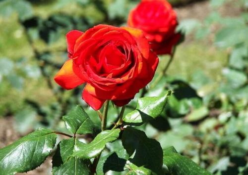 Какие сорта роз лучше переносят весенние заморозки. Какие сорта роз самые неприхотливые и зимостойкие