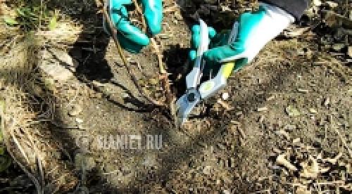 Как защитить розы от весенних заморозков: советы садоводам 13 Как защитить розы от весенних заморозков: советы садоводам 13