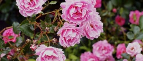 Какие сорта роз лучше переносят весенние заморозки. Какие сорта роз самые неприхотливые и зимостойкие