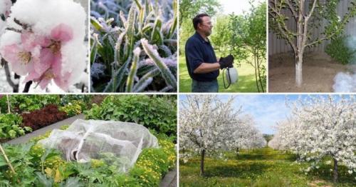 Какие меры предосторожности следует принять перед предполагаемыми заморозками. Как спасти сад от весенних заморозков