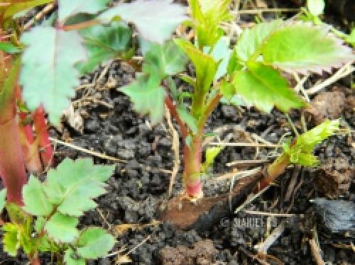 Как защитить розы от весенних заморозков: советы садоводам 22 Как защитить розы от весенних заморозков: советы садоводам 22