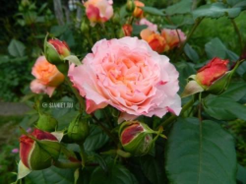 Как защитить розы от весенних заморозков: советы садоводам 25 Как защитить розы от весенних заморозков: советы садоводам 25