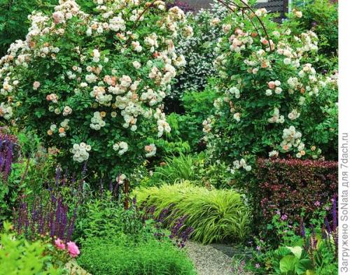 Как выбрать розу с насыщенным ароматом. Самые ароматные сорта роз