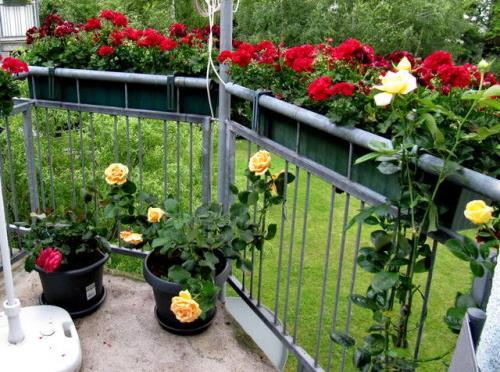 Какое освещение нужно обеспечить розам на балконе зимой. Куда поставить цветок