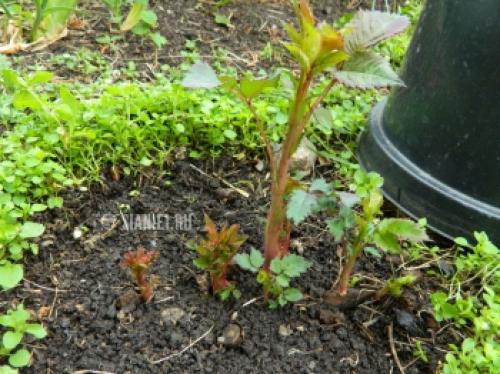 Как защитить розы от весенних заморозков: советы садоводам 20 Как защитить розы от весенних заморозков: советы садоводам 20