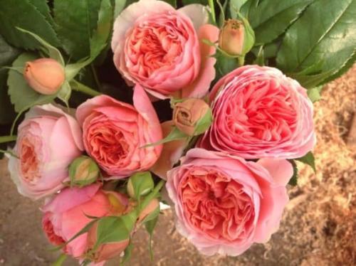 Выбор роз для сада. Лучшие зимостойкие сорта роз, цветущие всё лето и особенности их выращивания