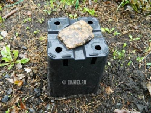 Как защитить розы от весенних заморозков: советы садоводам 19 Как защитить розы от весенних заморозков: советы садоводам 19