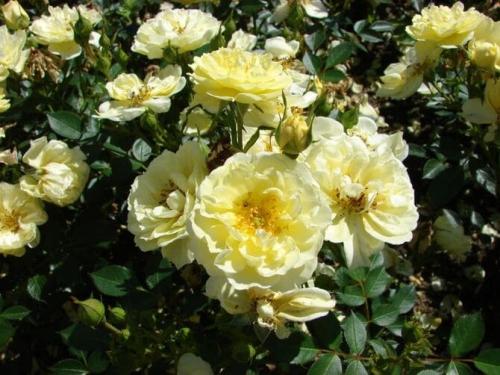 Какие сорта роз лучше переносят весенние заморозки. Какие сорта роз самые неприхотливые и зимостойкие